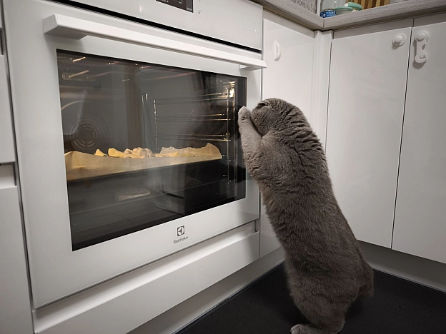 Котик-кухар😺 - Sherlock Cat на we.ua