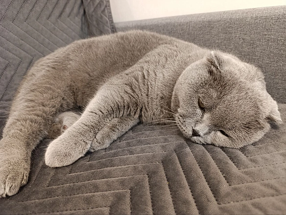 Як я проводжу літо - Sherlock Cat на we.ua