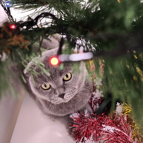 Сезон фото біля ялинки і теплих зимових історій по вечорах ВІДКРИТО - Sherlock Cat на we.ua