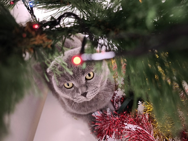 Сезон фото біля ялинки і теплих зимових історій по вечорах ВІДКРИТО - Sherlock Cat на we.ua