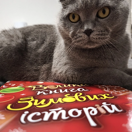 Сезон фото біля ялинки і теплих зимових історій по вечорах ВІДКРИТО - Sherlock Cat на we.ua