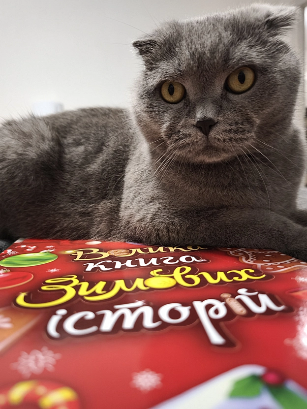 Сезон фото біля ялинки і теплих зимових історій по вечорах ВІДКРИТО - Sherlock Cat на we.ua