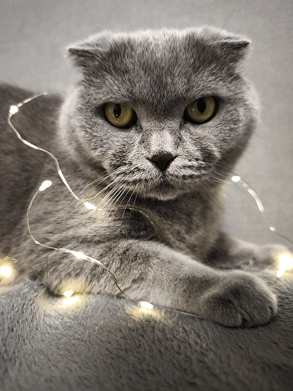 З Різдвом Христовим! - Sherlock Cat на we.ua