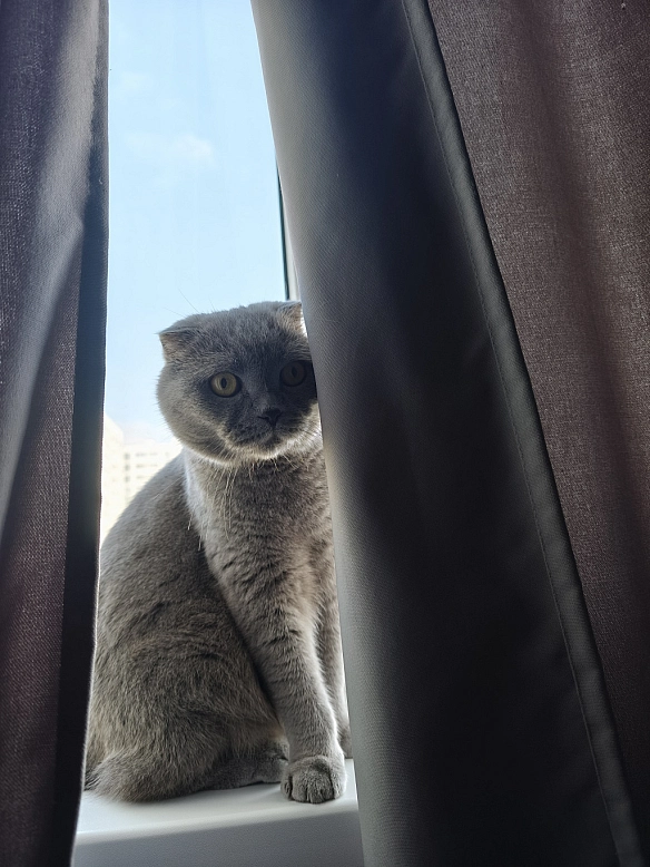 Гра в хованки) - Sherlock Cat на we.ua