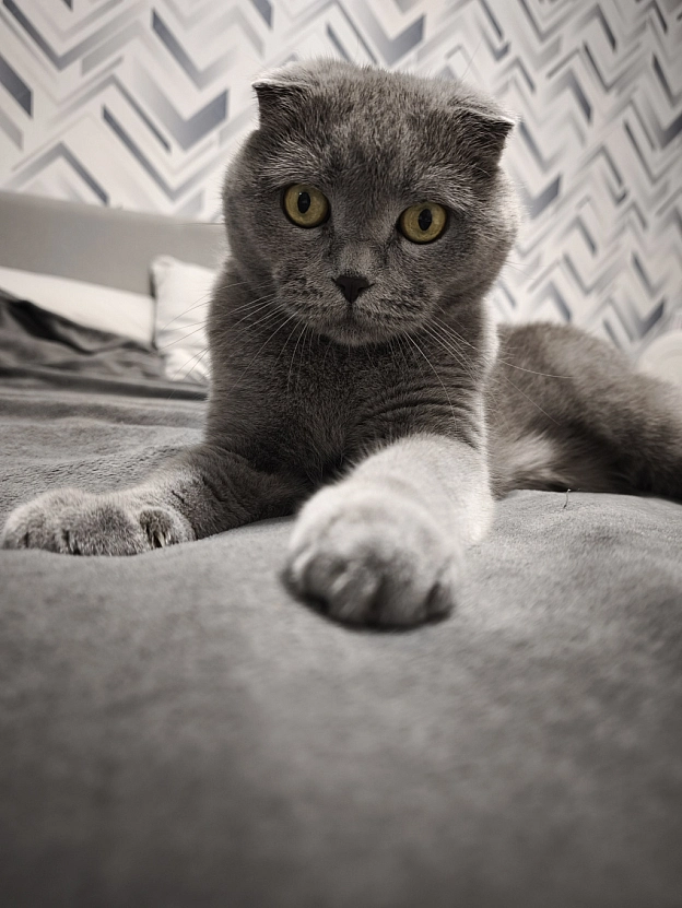 Полюю на мамину руку 😼 - на we.ua