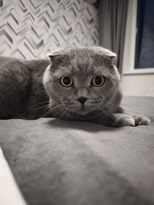 Полюю на мамину руку 😼 - на we.ua