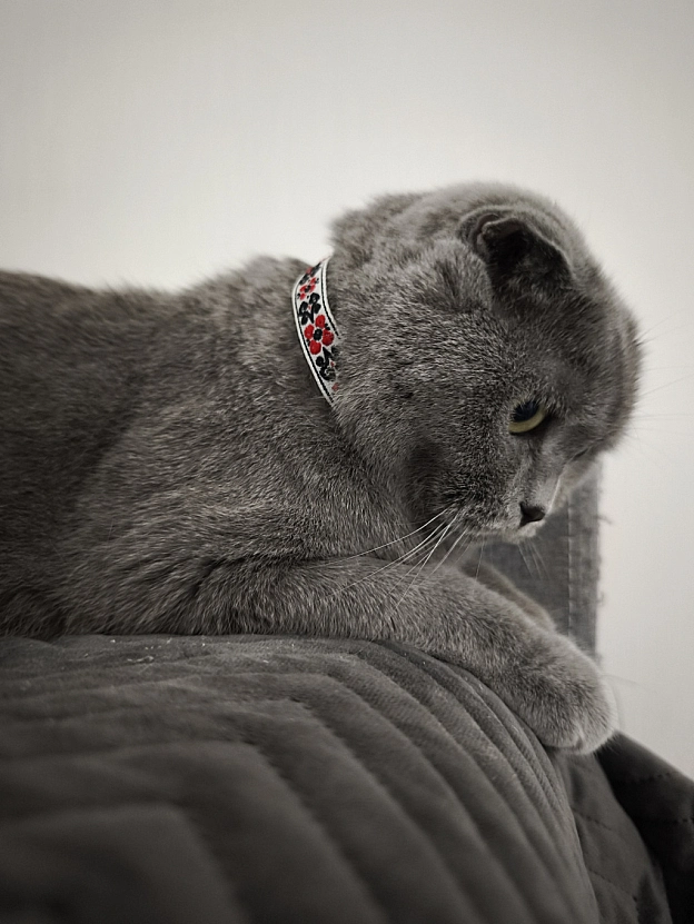 З Днем Вишиванки! - Sherlock Cat on we.ua