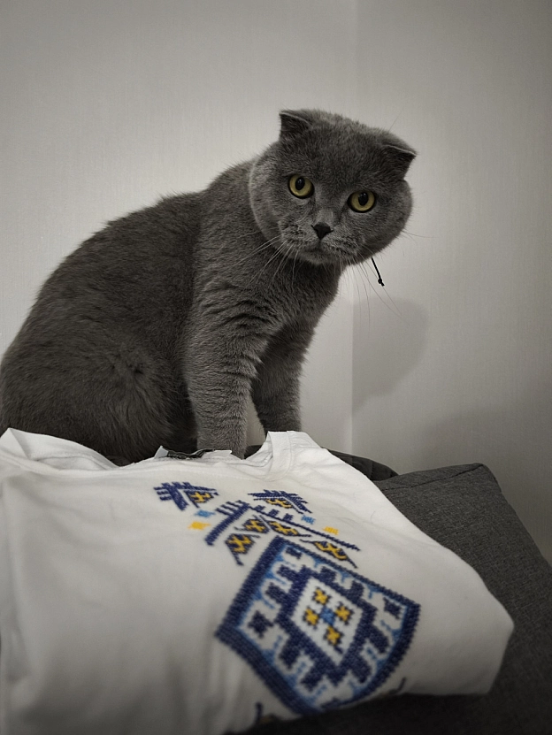 З Днем Вишиванки! - Sherlock Cat on we.ua