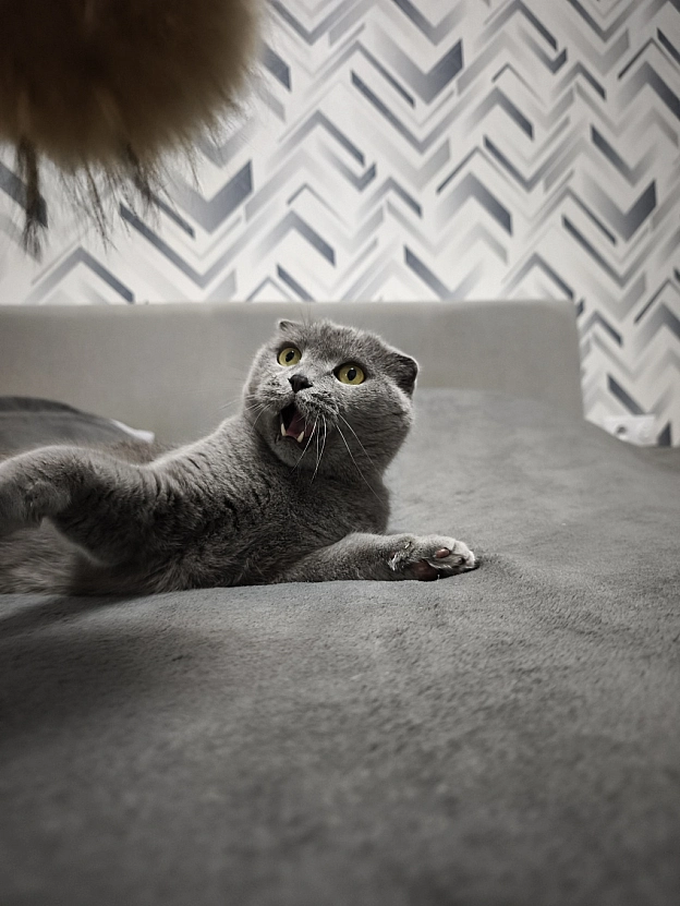Як маленьке кошеня 😸 - Sherlock Cat на we.ua