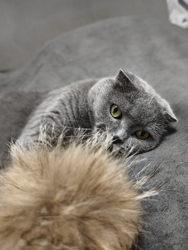 Як маленьке кошеня 😸 - Sherlock Cat на we.ua