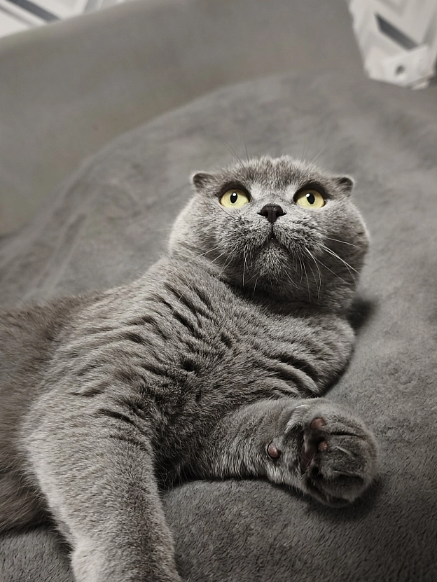 Як маленьке кошеня 😸 - Sherlock Cat на we.ua