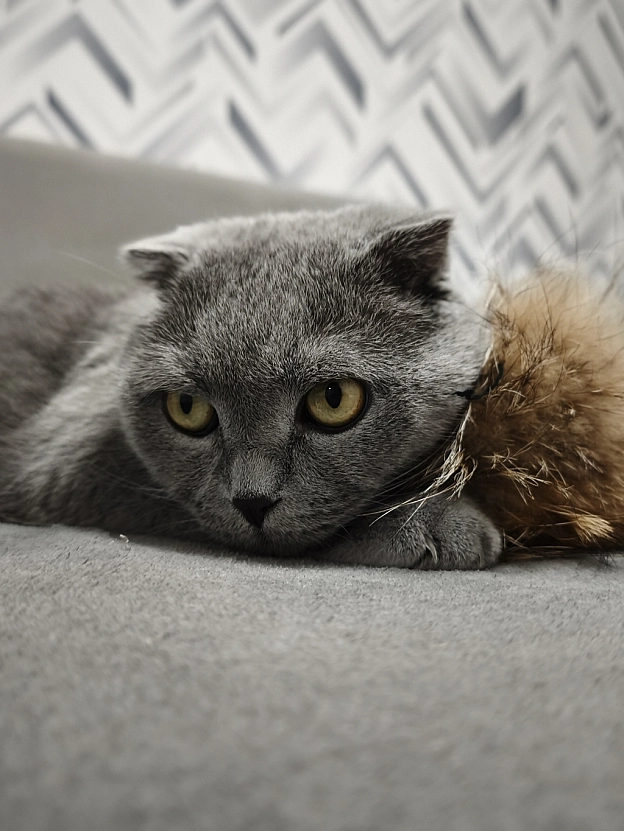 Як маленьке кошеня 😸 - Sherlock Cat на we.ua