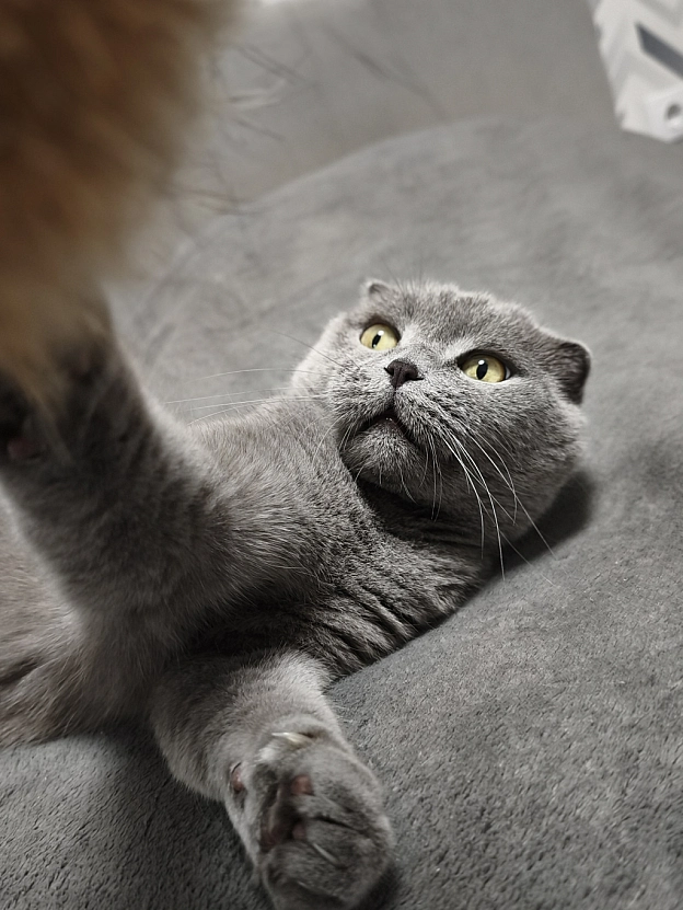 Як маленьке кошеня 😸 - Sherlock Cat на we.ua