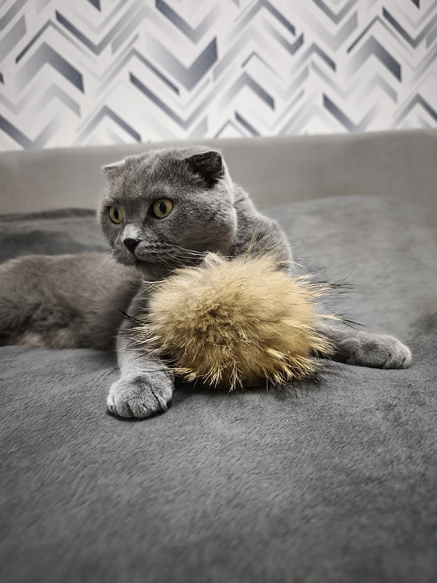 Як маленьке кошеня 😸 - Sherlock Cat на we.ua