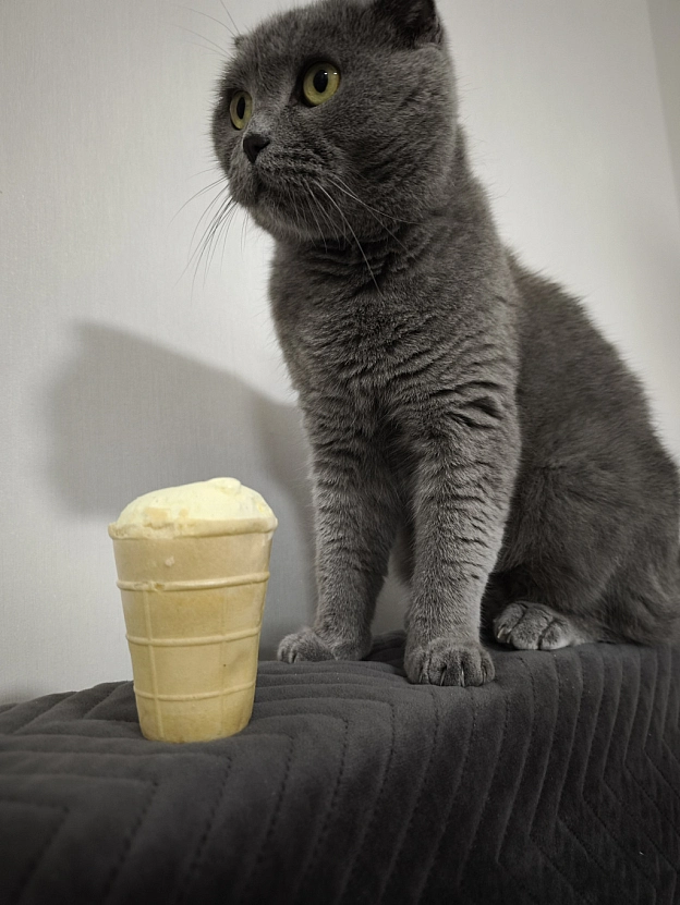А ви вже куштували нове морозиво від Roshen? - Sherlock Cat на we.ua