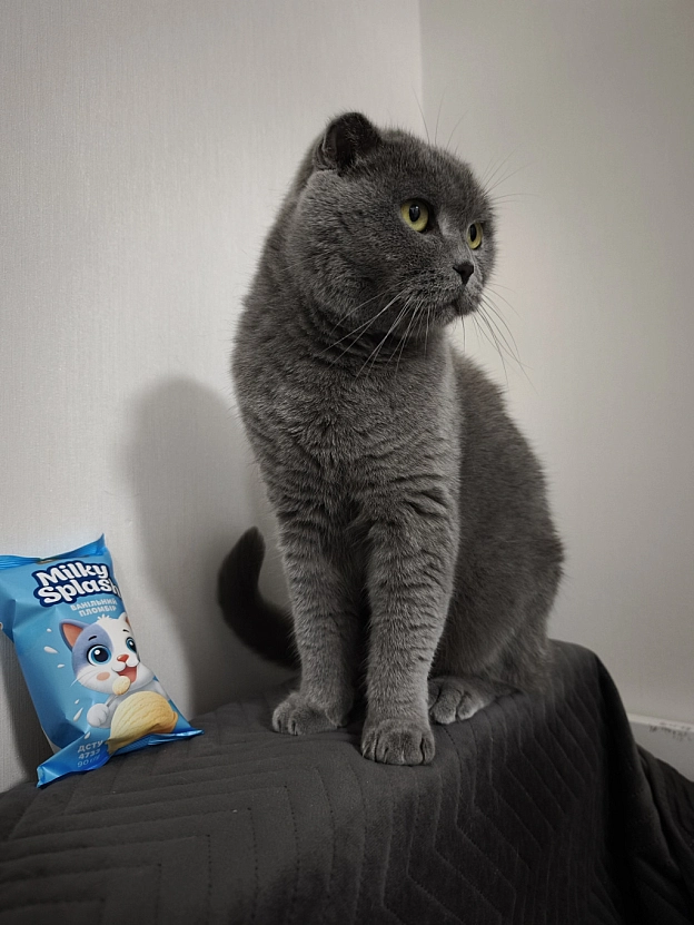 А ви вже куштували нове морозиво від Roshen? - Sherlock Cat на we.ua