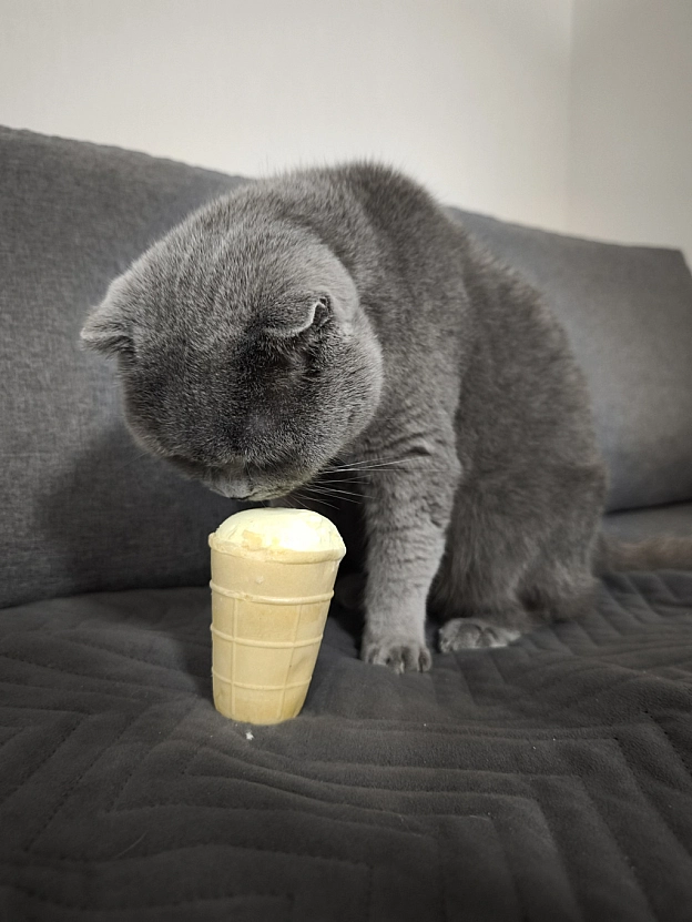 А ви вже куштували нове морозиво від Roshen? - Sherlock Cat на we.ua