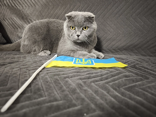 З Днем Незалежності України! - на we.ua