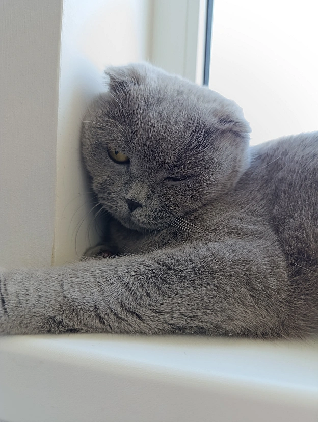 Дрімаю - Sherlock Cat на we.ua