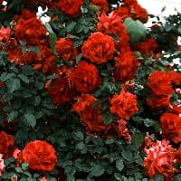 Дарій, Darius на we.ua