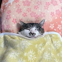 Tech_Framer на we.ua