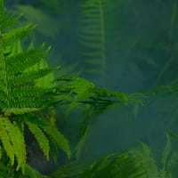 Енджі на we.ua