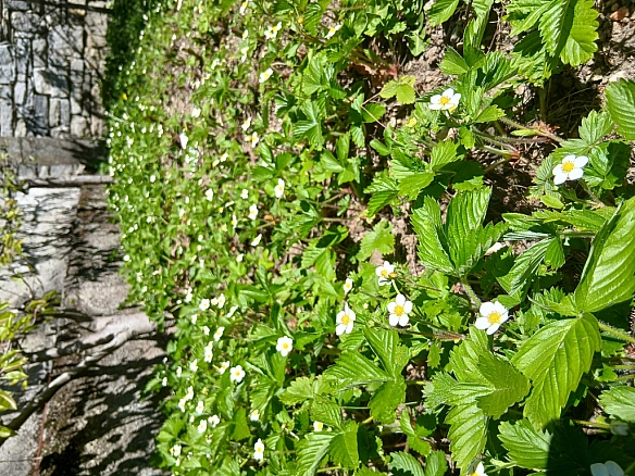 Дорога у квітень - Анна Гуцулка on we.ua