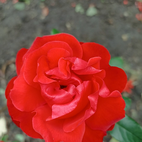 Осінні троянди 🌹 - Роксолана на we.ua