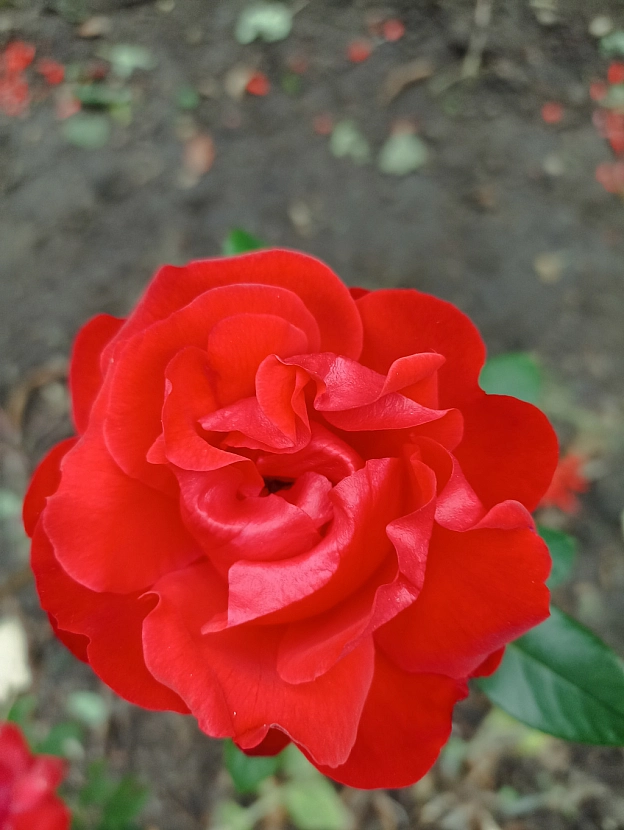 Осінні троянди 🌹 - Роксолана на we.ua