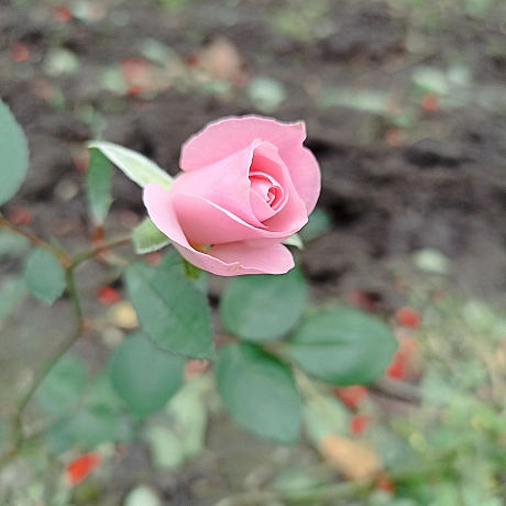 Осінні троянди 🌹 - Роксолана на we.ua