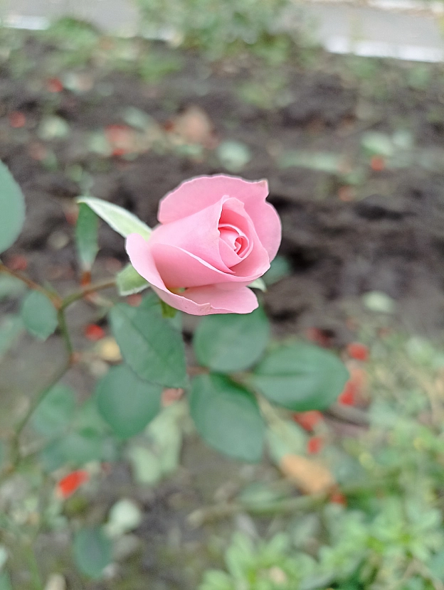 Осінні троянди 🌹 - Роксолана на we.ua