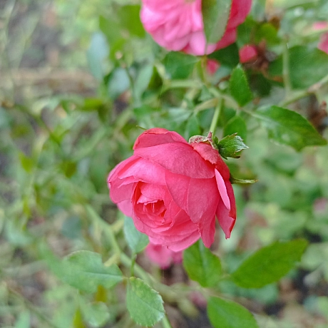 Осінні троянди 🌹 - Роксолана на we.ua