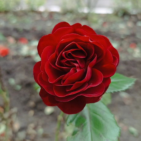 Осінні троянди 🌹 - Роксолана на we.ua