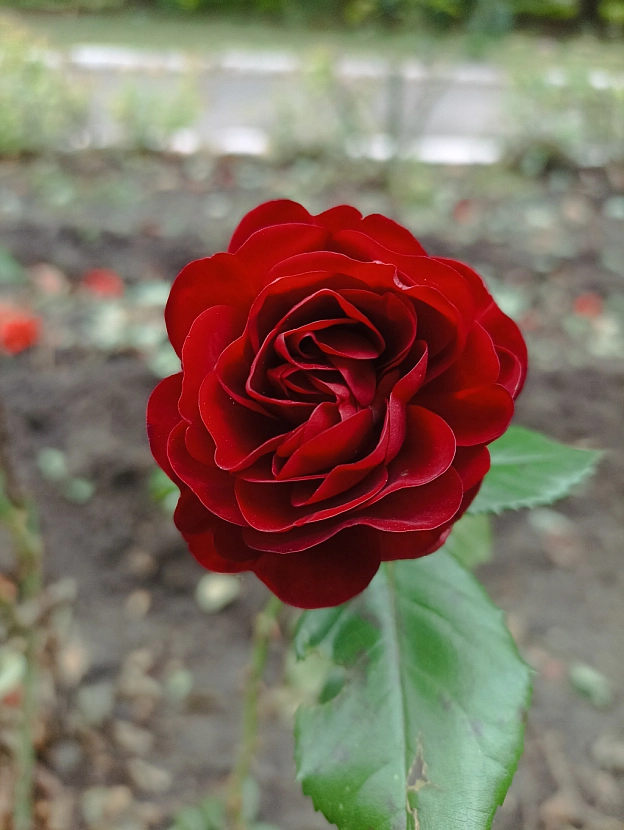 Осінні троянди 🌹 - Роксолана на we.ua