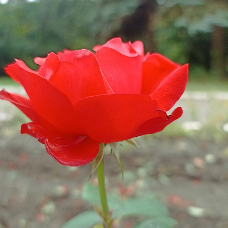 Осінні троянди 🌹 - Роксолана на we.ua