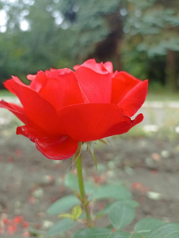 Осінні троянди 🌹 - Роксолана на we.ua