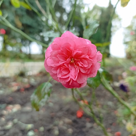 Осінні троянди 🌹 - Роксолана на we.ua