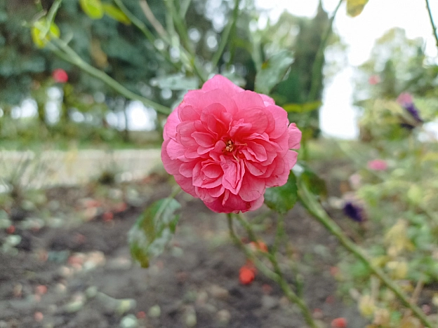 Осінні троянди 🌹 - Роксолана на we.ua