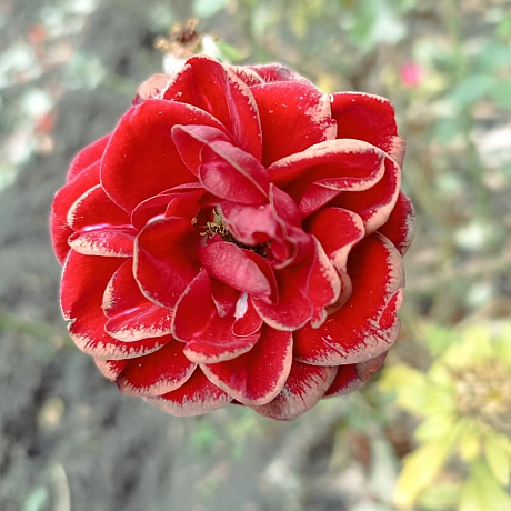 Осінні троянди 🌹 - Роксолана на we.ua