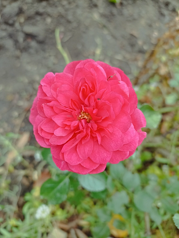 Осінні троянди 🌹 - Роксолана на we.ua