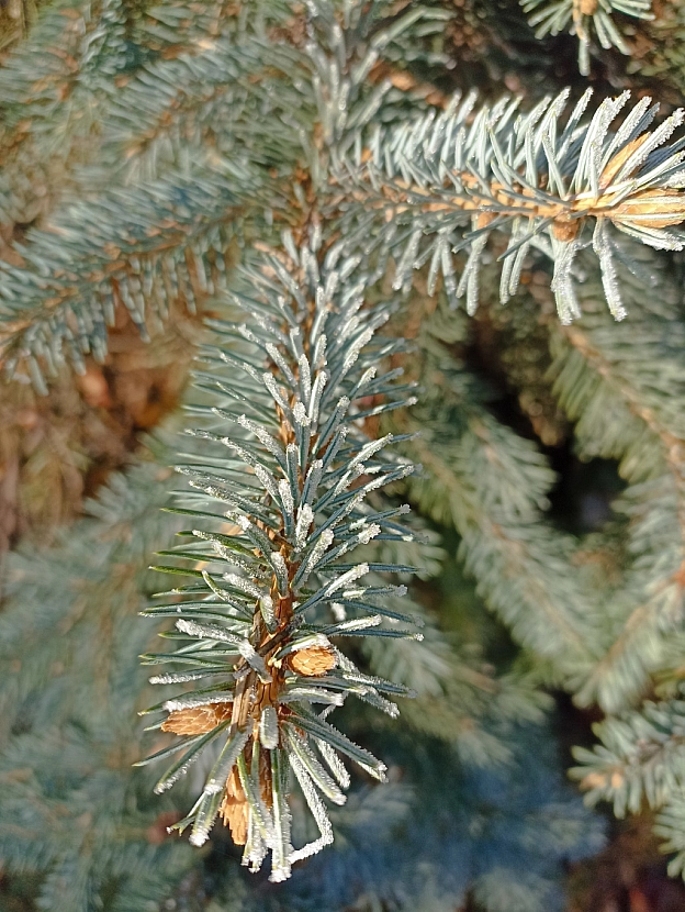 Зимова казка наприкінці листопада 🍂❄️ - Роксолана на we.ua