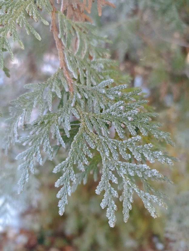 Зимова казка наприкінці листопада 🍂❄️ - Роксолана на we.ua