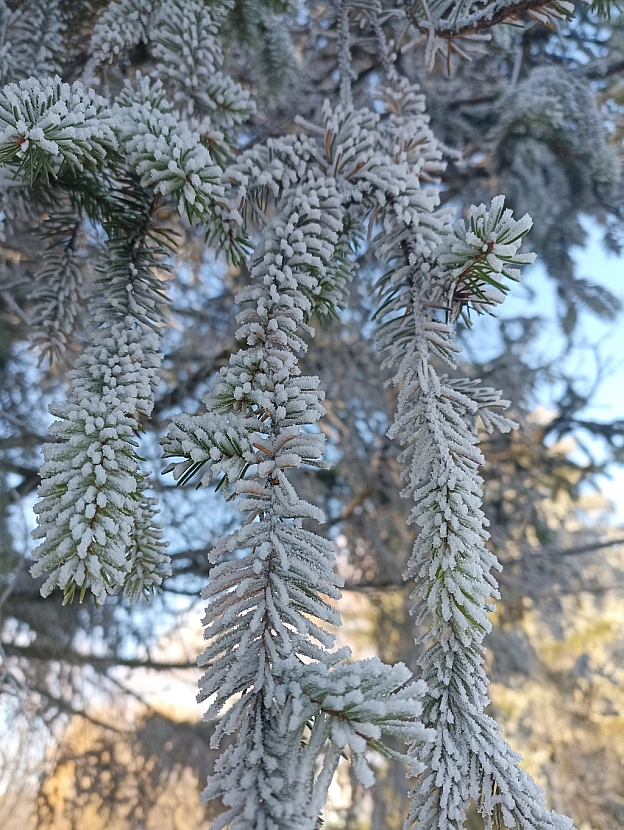 Зимова казка наприкінці листопада 🍂❄️ - Роксолана на we.ua