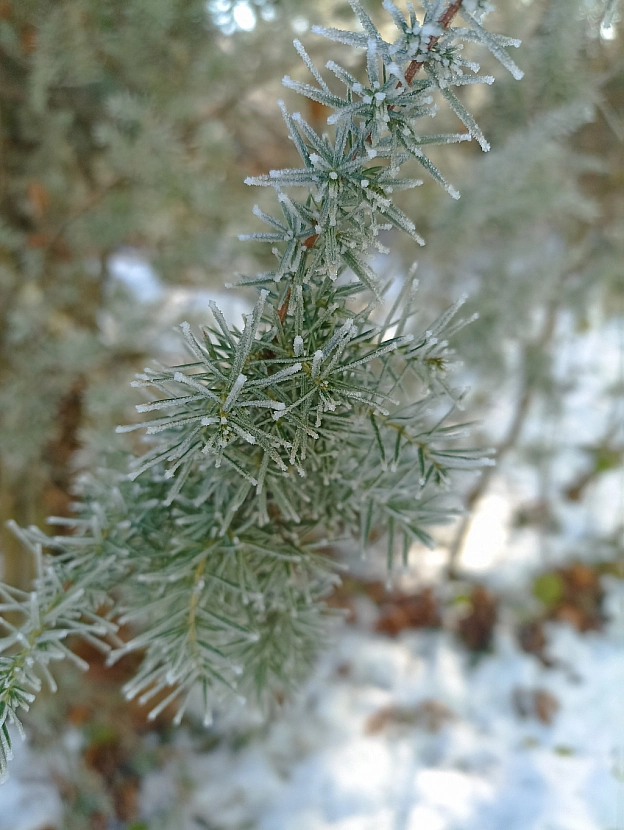 Зимова казка наприкінці листопада 🍂❄️ - Роксолана на we.ua