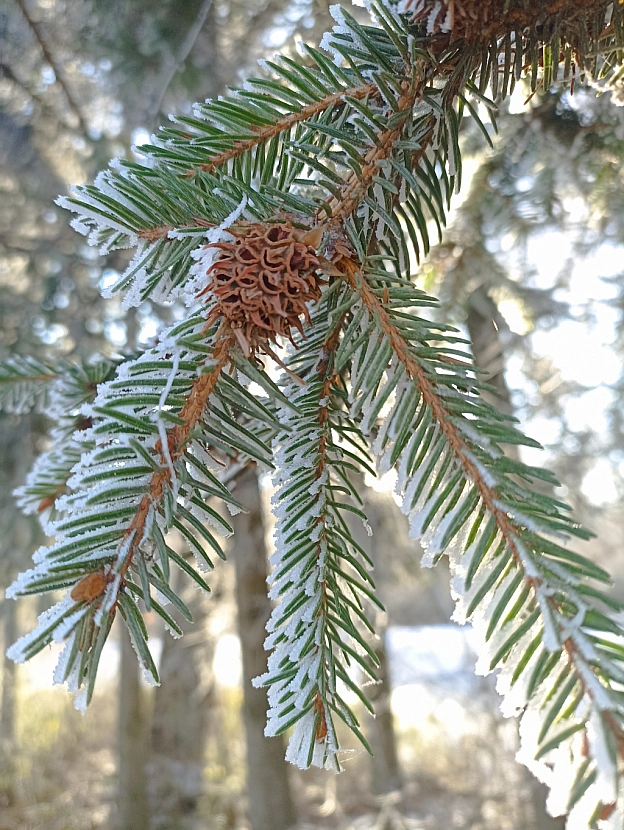 Зимова казка наприкінці листопада 🍂❄️ - Роксолана на we.ua