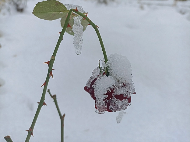 Зимова казка наприкінці листопада 🍂❄️ - Роксолана на we.ua