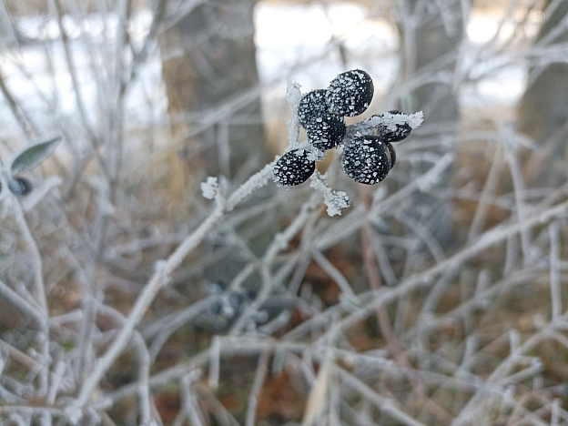 Зимова казка наприкінці листопада 🍂❄️ - Роксолана на we.ua
