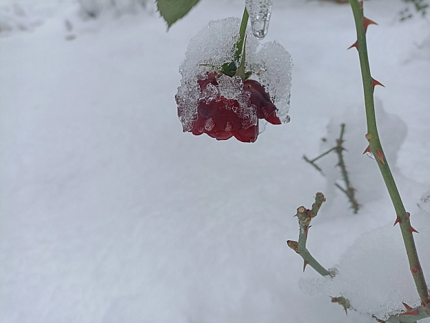 Зимова казка наприкінці листопада 🍂❄️ - Роксолана на we.ua