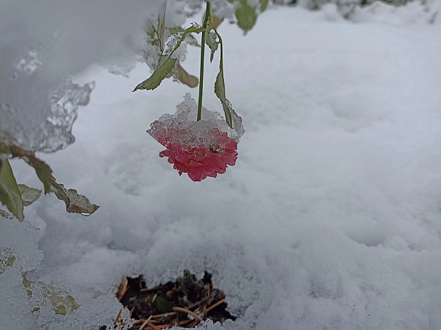 Зимова казка наприкінці листопада 🍂❄️ - Роксолана на we.ua