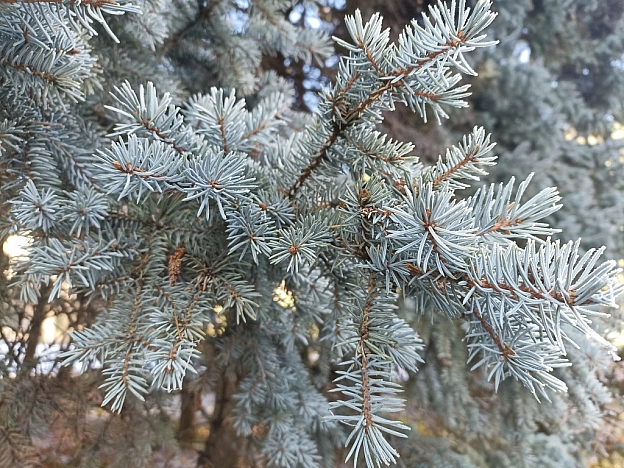 Зимова казка наприкінці листопада 🍂❄️ - Роксолана на we.ua